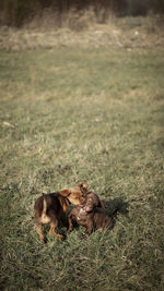 Dogs on grassy field
