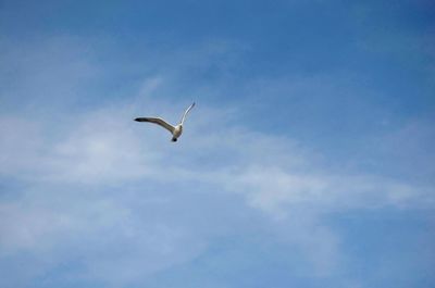 Low angle view of seagull flying in sky