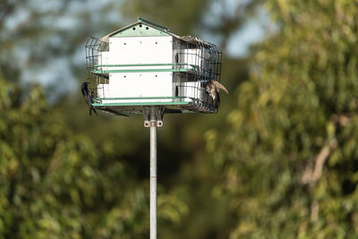 Purple martin birdhouse with birds flying into the compartments. 