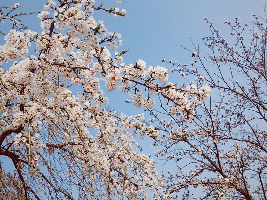 low angle view, branch, tree, flower, clear sky, growth, freshness, beauty in nature, nature, blossom, cherry blossom, fragility, cherry tree, sky, blue, springtime, blooming, in bloom, day, outdoors