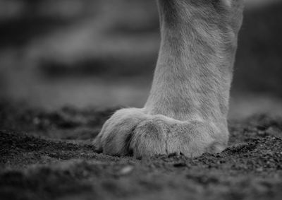 Low section of a dog