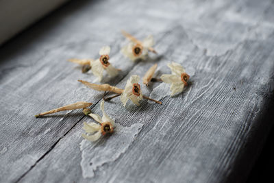 High angle view of insect on table