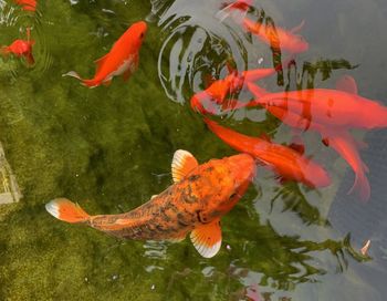 High angle view of koi carps swimming in lake