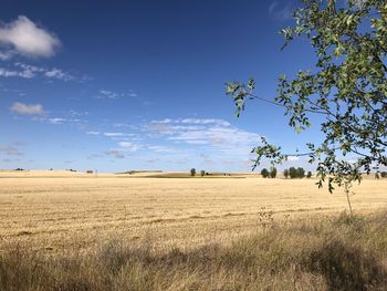 Scenic view of field against blue sky