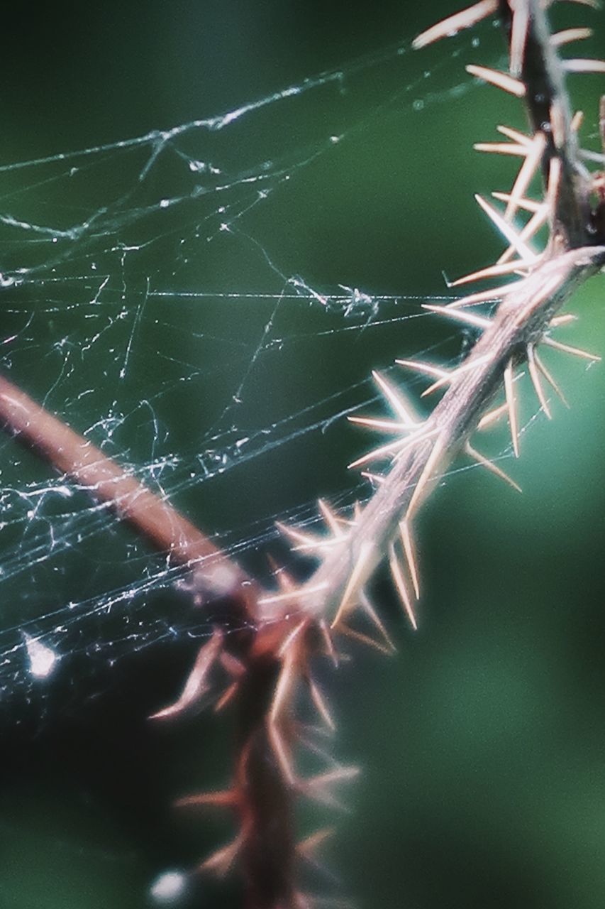 CLOSE-UP OF SPIDER WEB OUTDOORS