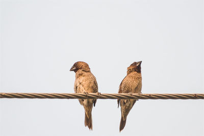 Low angle view of birds perching on cord