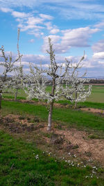 Trees on field against sky