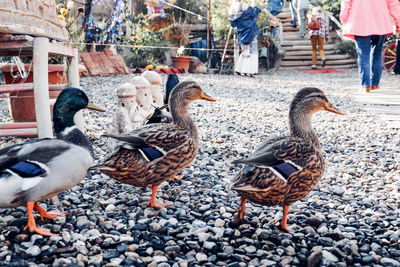 Ducks in a city