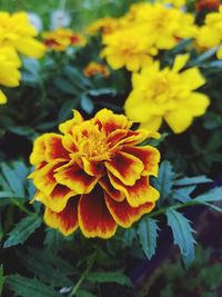 Close-up of yellow flower