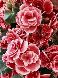 Close-up of pink flowers blooming outdoors