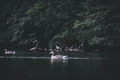 Swans swimming in lake