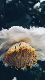 Close-up of white flowers