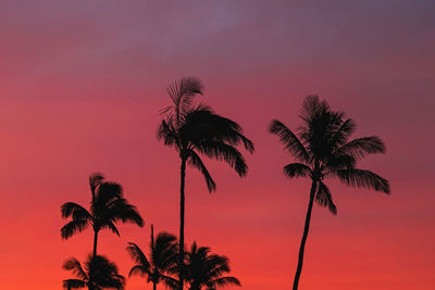 palm tree
