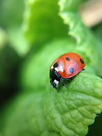 Close-up of ladybug on leaf