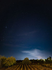 Low angle view of trees against sky at night