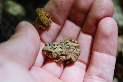 Close-up of frog on hand
