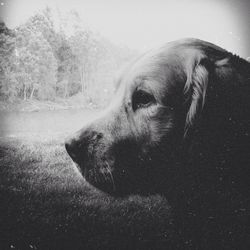 Dog looking away