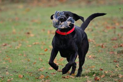 Black dog running on grass