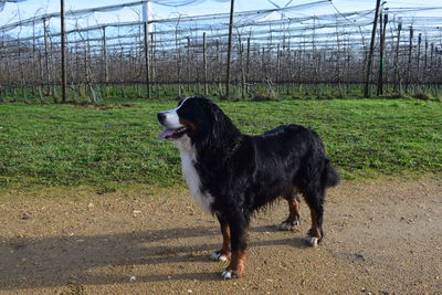 Black dog looking away on field