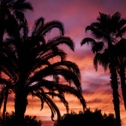 Silhouette palm trees against sky during sunset