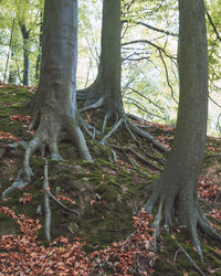 Trees in forest