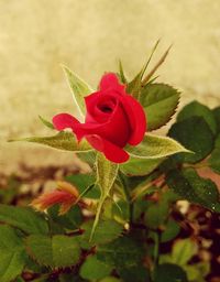 rose - flower