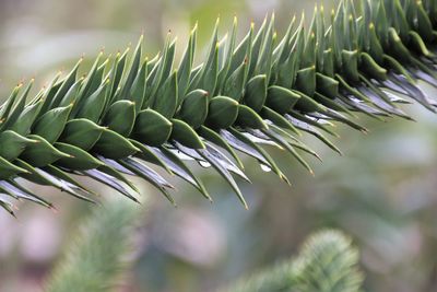 Close-up of fresh green plant