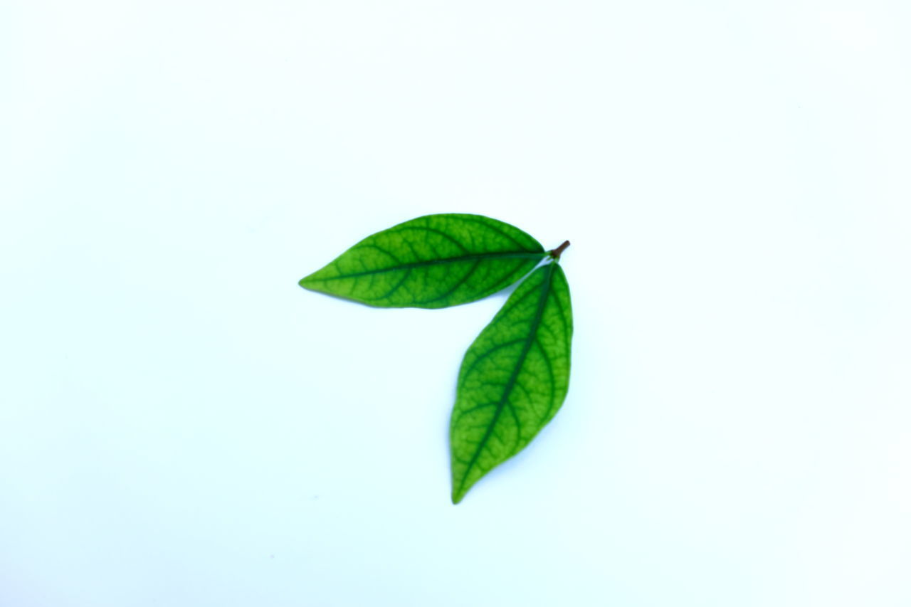 CLOSE-UP OF LEAVES ON WHITE BACKGROUND