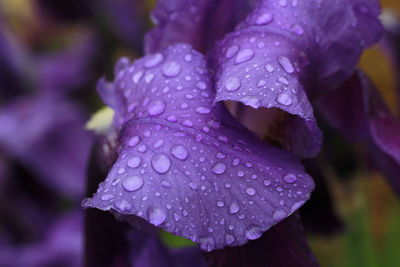 Close-up of wet purple flower