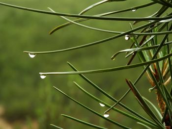 Close-up of wet plant