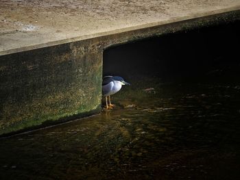 High angle view of bird perching on wall