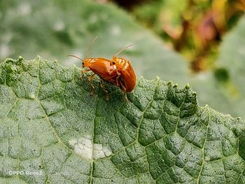 Close-up of insect on leaf