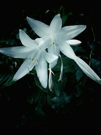 Close-up of white flowers
