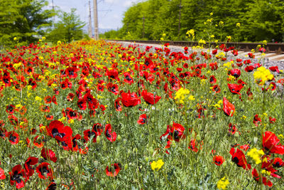 Close-up of red poppy flowers in field