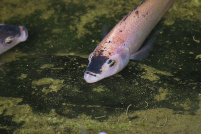 Close-up of fish swimming in water