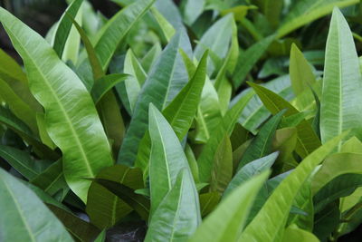 Full frame shot of leaves