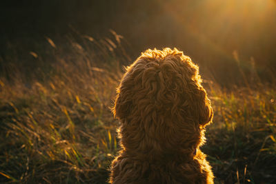 Close-up of dog on field