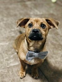 Portrait of dog standing on floor