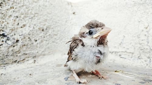 View of a bird on land