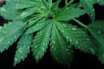 Close-up of wet plant leaves during rainy season