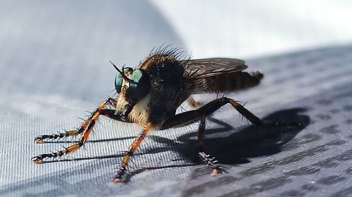 Close-up of fly