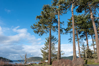 Low angle view of trees against sky