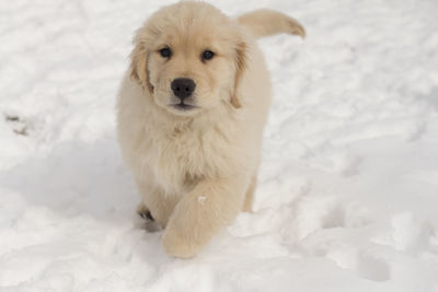Portrait of white dog on snow