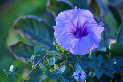 Close-up of blue flowers blooming outdoors