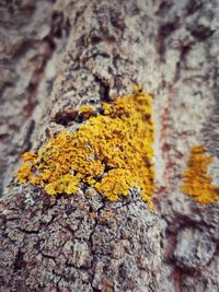 Close-up of lichen on tree trunk