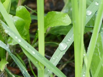 Close-up of wet plant leaves during rainy season
