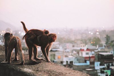 Monkeys on wall