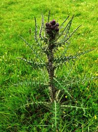 Close-up of flowering plant on land
