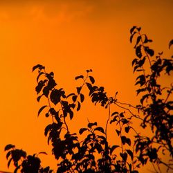 Low angle view of silhouette plants against orange sky