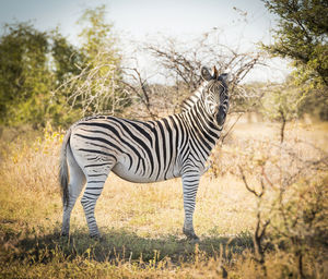 Zebra in botswana, africa with black and white stripes